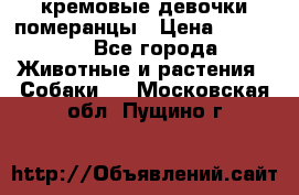 кремовые девочки померанцы › Цена ­ 30 000 - Все города Животные и растения » Собаки   . Московская обл.,Пущино г.